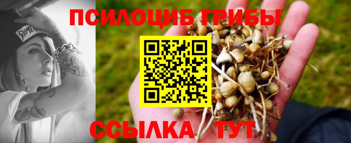 Псилоцибиновые грибы мицелий Димитровград